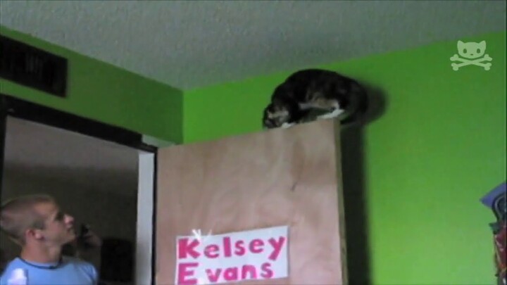 Stunt Cat Reconsiders Life of Danger