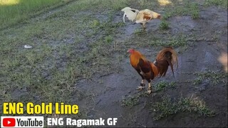 ENG Gold Line Gamefowl Sparring || ENG Ragamak GF