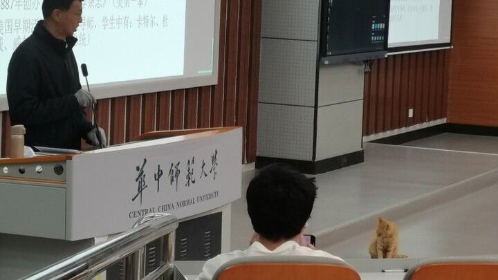 报告老师，猫咪学长睡了两节课！