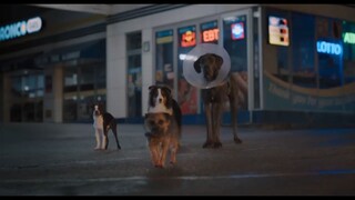 Strays _ Official [HD] Watch ful movie : Link In Description
