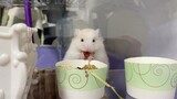Animal|Syrian Hamster Eats Food Gracefully