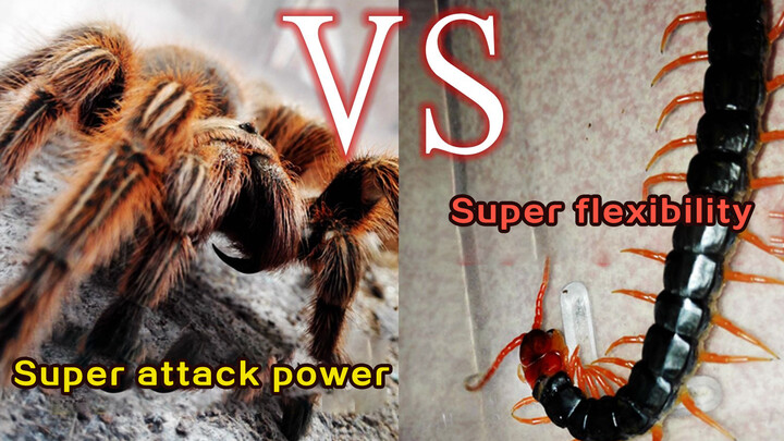 [Animals]Long centipedes vs. Tarantula