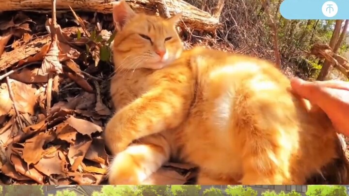 Siapa yang berani menciumnya? Apa kucing croissant berwarna emas dan harum ini?