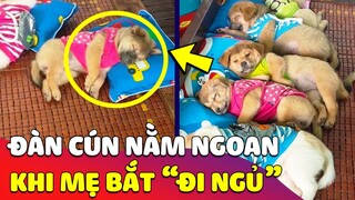 Đang chơi hay thì mẹ BẮT ĐI NGỦ, đàn Cún ngoan ngoãn NẰM TRÊN GIƯỜNG làm ai cũng bật cười 😂 Gâu Đần