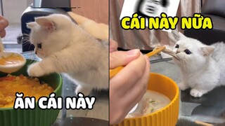 Một chiếc HOÀNG THƯỢNG bạ gì cũng đòi ăn | Pets TV