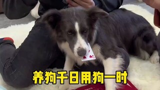 孩子大了知道报恩了