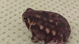 [Động vật] Chú ếch béo múp như bánh bao bị thọt đít