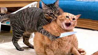 Try Not To Laugh With These Funny Pets 😹