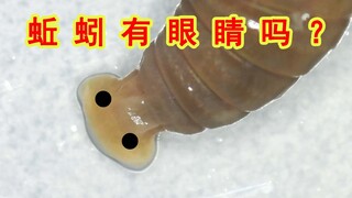 蚯蚓到底有没有眼睛？怎么区分蚯蚓的头和尾？