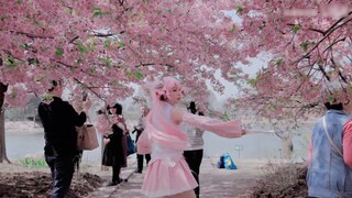 【Salty Cat】Ya ampun! Lagu mistis ❀Senbonzakura❀ dari 11 tahun lalu! 【Cover lagu lengkap】
