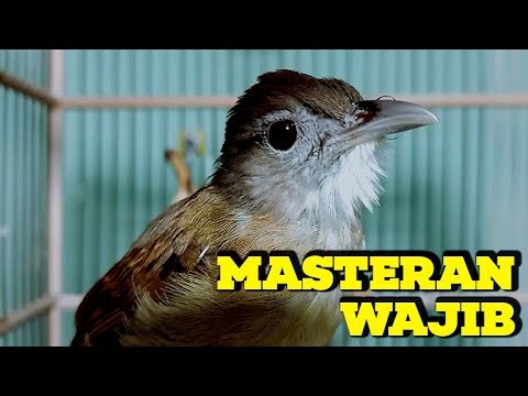 TANPA IKLAN | MASTERAN / PANCINGAN KAPAS TEMBAK GACOR DOR SUARA KERAS BESETAN EMOSI TEMBAKAN RAPAT