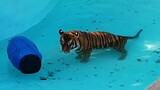 Can a tiger leap straight out of a slippery pool ?
