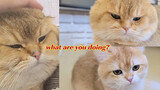 Điều gì xảy ra khi bạn thổi vào mặt của chú mèo vàng?