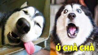 Khi Nhà Bạn Có Một Ngáo Chó , Suốt Ngày Chỉ Biết Ăn Ngủ Và Đú Trend 🤣 Gâu Đần Official