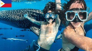 Swim with Whale Sharks Oslob Cebu Philippines - The Best Travel Tour Experience 2023