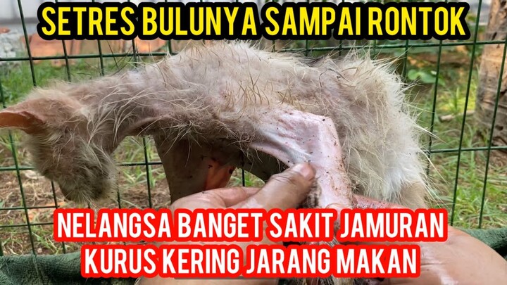 CANTIK DI SAYANG SAKIT DI BUANG KUCING PERSIA YANG MALANG