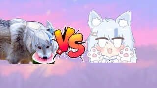 【Elsa】Big white cat or big white wolf?