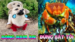 Thú Cưng Vlog | Bông Bé Bỏng Ham Ăn Và Tiểu Mập Thối | Chó thông minh vui nhộn | Smart dog funny pet