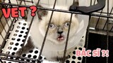 Cute Kitten reaction to VET Funny Cat Video make you LAUGH Cười xỉu phản ứng mèo con về bác sĩ