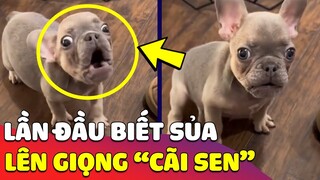 Chú chó con lần đầu 'BIẾT SỦA' đã lên giọng 'CÃI SEN' không trượt câu nào 🤣 Gâu Đần