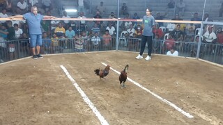 2nd fight 3cock(champion)@ burauen gallera