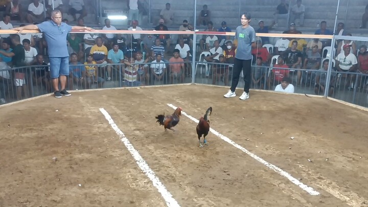 2nd fight 3cock(champion)@ burauen gallera