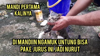 Kisah Anak Kucing Yang Mencari Induknya Di Bawah Grobak Sudah Bahagia.!