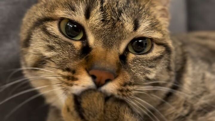 cat cute 😻🥰 #short #trending #viral #catlove #fyp #kucing