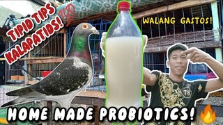 DIY PROBIOTICS PARA SAYO!😱❤️|JV OFFICIAL #pigeons #kalapatids #jvofficial #flyers #race