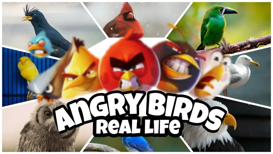 Angry Birds In Real Life | Versi Joey Birdhouse - Bilibili