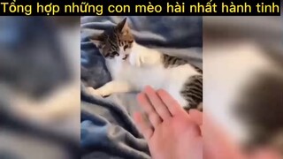 Tổng hợp những con mèo hài nhất hành tinh p2