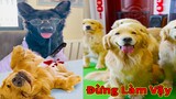 Thú Cưng TV | Trứng Vàng và Trứng Bạc #41 | Chó Golden Gâu Đần thông minh vui nhộn | Pets smart dog