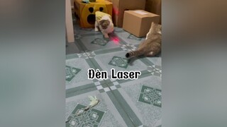 Ai mún múc thì lên bai ố ồ nhaaaaa mèo cat laser