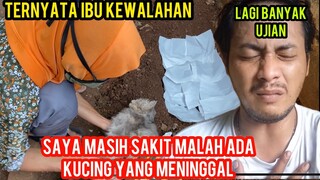 Kasihan Nasib-Nasib Kucing Cats Lovers Tv Saat Di Mas Andy Sakit Ada Yang Meninggal Dunia..!