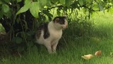 [Satwa] [Cat Person] Hujan memisahkan ibu dan anak kucing, ada mukjizat?