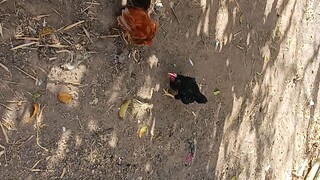 (spar) cornish bantam VS. standard bantam