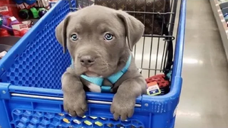 Funniest and Cutest Pitbull Puppies 2 - วิดีโอลูกสุนัขตลก 2019