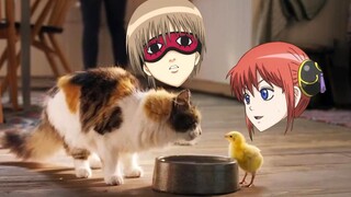 Gintama versi hewan, Gintama manis sekali?!