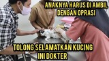 Astagfirullah Sedih Banget Kucing Icha Harus Di Oprasi Karena abortus Dan Tidak Bisa Melahirkan..!