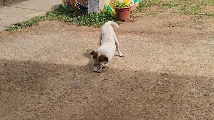 school dog💕