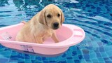 Funniest and Cutest Labrador Puppies 2 - วิดีโอลูกสุนัขตลก 2021