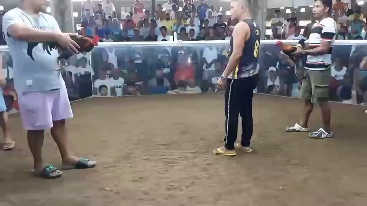 1st win 2cock fight UDC