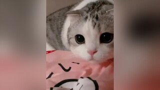 Đáng iu quá các nhà nhỉ, follow em nhé❤ cat meo catcute chomeo meocute tiktokmeo meotiktok xuhuong trend viral videomeo meodethuong