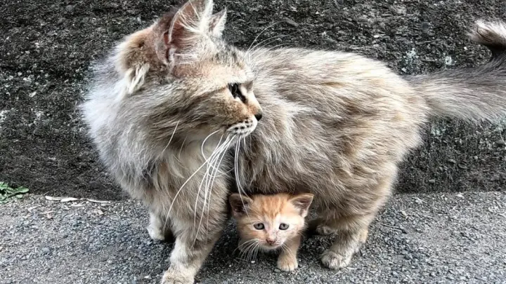 Mommy cat and her baby