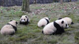 [Animals]The happy daily life of baby pandas