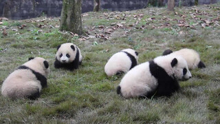 [Hewan] Kehidupan sehari-hari para bayi panda yang bahagia