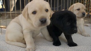 [Cún cưng] Labrador ngoài ăn ra còn tác dụng gì mà được yêu thích vậy?