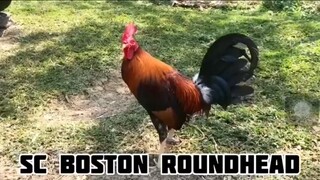 SC BOSTON ROUNDHEAD