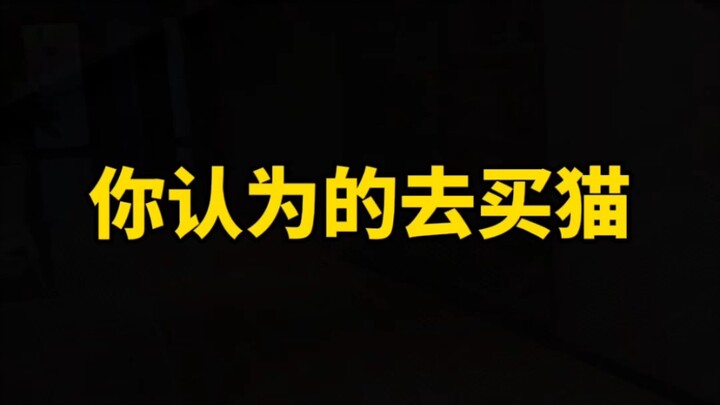 小猫咪太可爱了，今天带你们到宠物市场一探究竟！