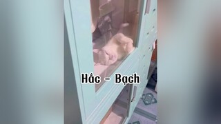 Lại là chuyên mục khoe mèo kha..ch mèo cat